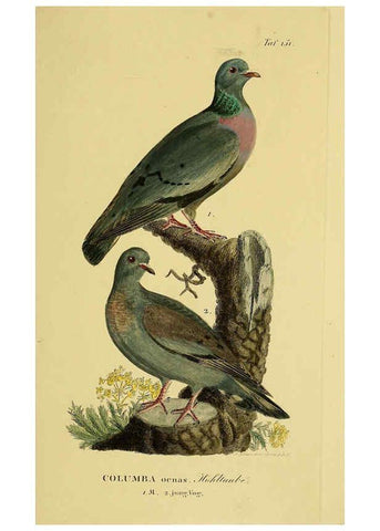 Reproducción/Reproduction 6058873435: Johann Andreas Naumann's ... Naturgeschichte der Vögel Deutschlands, nach einigen Erfahrungen entworfen. 13.T.Plates Leipzig :G. Fleischer,1820-1860