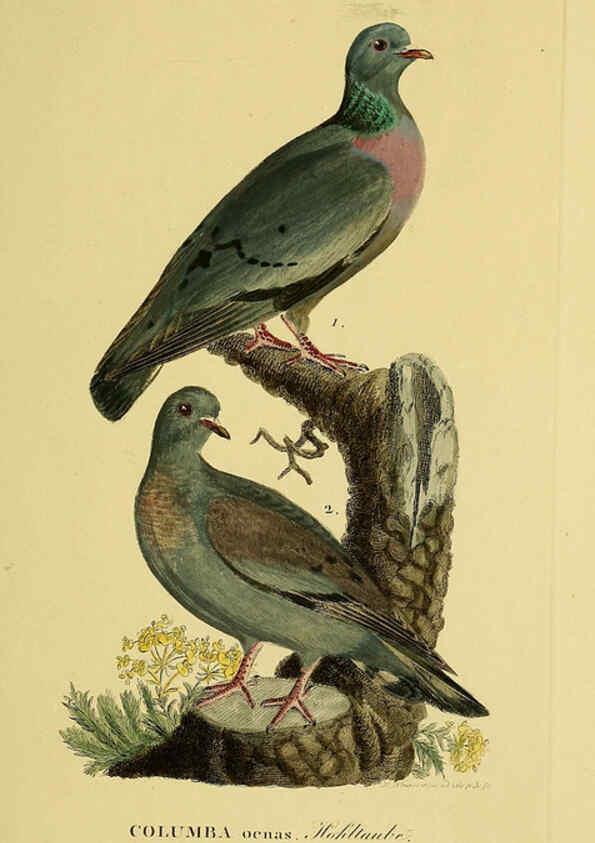Reproducción/Reproduction 6058873435: Johann Andreas Naumann's ... Naturgeschichte der Vögel Deutschlands, nach einigen Erfahrungen entworfen. 13.T.Plates Leipzig :G. Fleischer,1820-1860