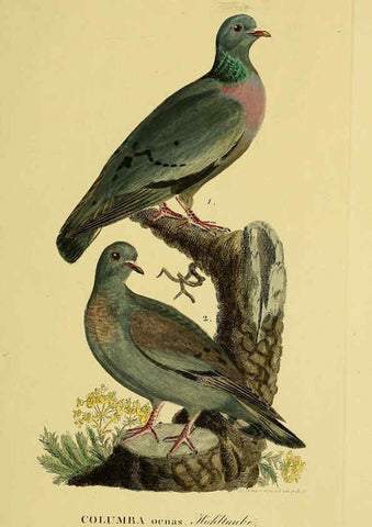 Reproducción/Reproduction 6058873435: Johann Andreas Naumann's ... Naturgeschichte der Vögel Deutschlands, nach einigen Erfahrungen entworfen. 13.T.Plates Leipzig :G. Fleischer,1820-1860