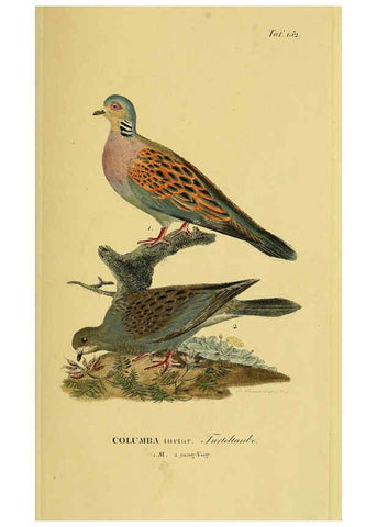Reproducción/Reproduction 6059421028: Johann Andreas Naumann's ... Naturgeschichte der Vögel Deutschlands, nach einigen Erfahrungen entworfen. 13.T.Plates Leipzig :G. Fleischer,1820-1860