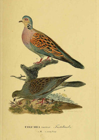 Reproducción/Reproduction 6059421028: Johann Andreas Naumann's ... Naturgeschichte der Vögel Deutschlands, nach einigen Erfahrungen entworfen. 13.T.Plates Leipzig :G. Fleischer,1820-1860