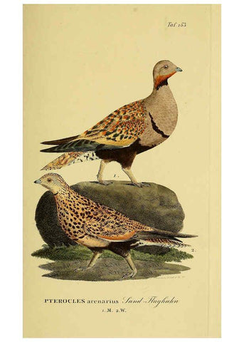 Reproducción/Reproduction 6058874211: Johann Andreas Naumann's ... Naturgeschichte der Vögel Deutschlands, nach einigen Erfahrungen entworfen. 13.T.Plates Leipzig :G. Fleischer,1820-1860