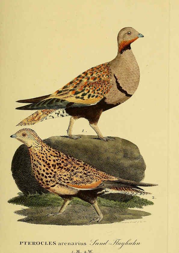 Reproducción/Reproduction 6058874211: Johann Andreas Naumann's ... Naturgeschichte der Vögel Deutschlands, nach einigen Erfahrungen entworfen. 13.T.Plates Leipzig :G. Fleischer,1820-1860