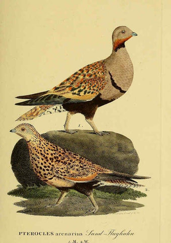 Reproducción/Reproduction 6058874211: Johann Andreas Naumann's ... Naturgeschichte der Vögel Deutschlands, nach einigen Erfahrungen entworfen. 13.T.Plates Leipzig :G. Fleischer,1820-1860