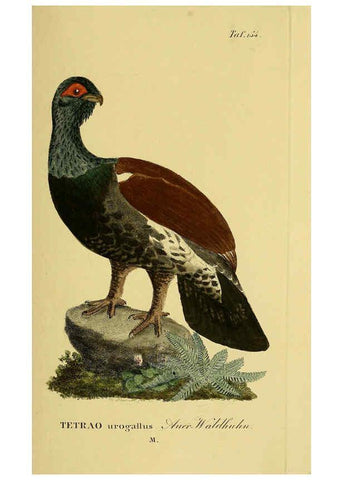 Reproducción/Reproduction 6059421912: Johann Andreas Naumann's ... Naturgeschichte der Vögel Deutschlands, nach einigen Erfahrungen entworfen. 13.T.Plates Leipzig :G. Fleischer,1820-1860