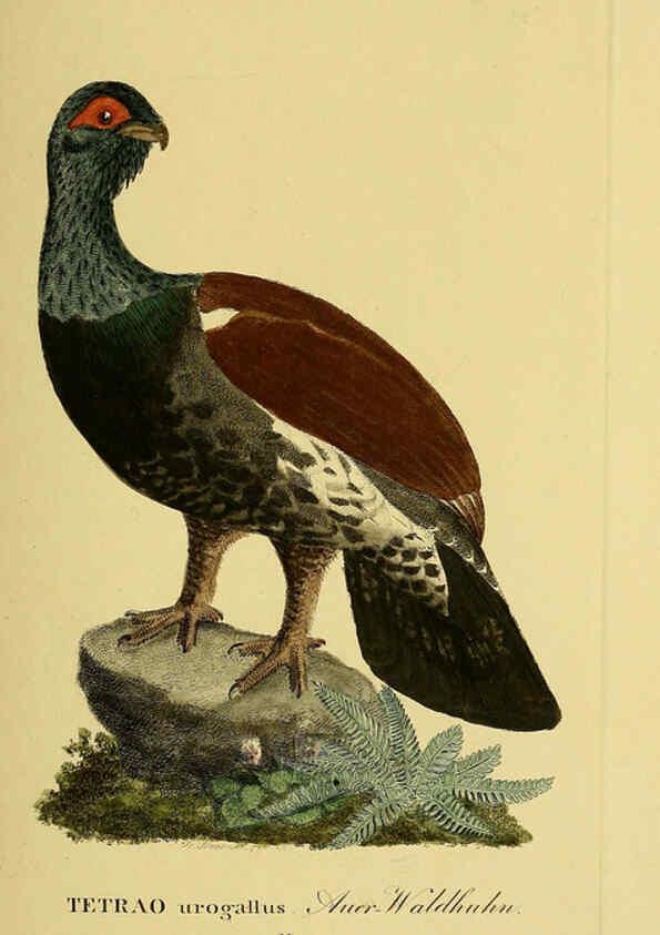 Reproducción/Reproduction 6059421912: Johann Andreas Naumann's ... Naturgeschichte der Vögel Deutschlands, nach einigen Erfahrungen entworfen. 13.T.Plates Leipzig :G. Fleischer,1820-1860