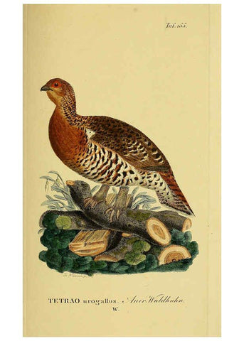 Reproducción/Reproduction 6059422272: Johann Andreas Naumann's ... Naturgeschichte der Vögel Deutschlands, nach einigen Erfahrungen entworfen. 13.T.Plates Leipzig :G. Fleischer,1820-1860