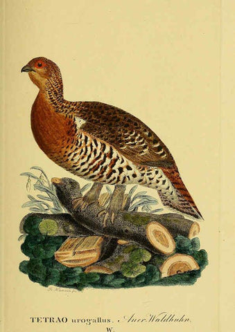 Reproducción/Reproduction 6059422272: Johann Andreas Naumann's ... Naturgeschichte der Vögel Deutschlands, nach einigen Erfahrungen entworfen. 13.T.Plates Leipzig :G. Fleischer,1820-1860