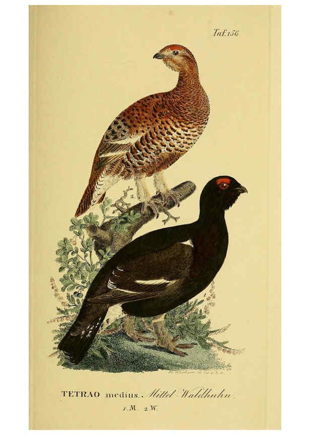 Reproducción/Reproduction 6059422610: Johann Andreas Naumann's ... Naturgeschichte der Vögel Deutschlands, nach einigen Erfahrungen entworfen. 13.T.Plates Leipzig :G. Fleischer,1820-1860