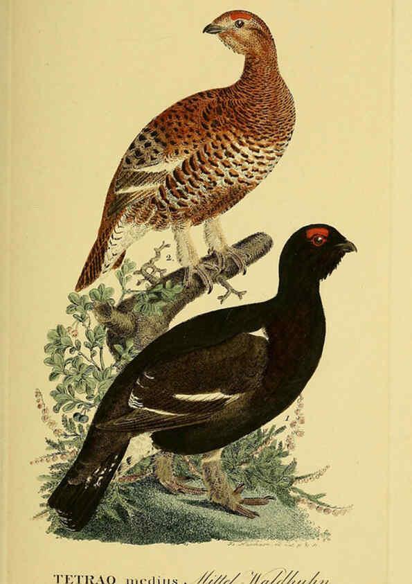 Reproducción/Reproduction 6059422610: Johann Andreas Naumann's ... Naturgeschichte der Vögel Deutschlands, nach einigen Erfahrungen entworfen. 13.T.Plates Leipzig :G. Fleischer,1820-1860
