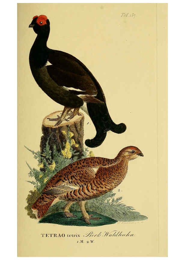 Reproducción/Reproduction 6059422880: Johann Andreas Naumann's ... Naturgeschichte der Vögel Deutschlands, nach einigen Erfahrungen entworfen. 13.T.Plates Leipzig :G. Fleischer,1820-1860