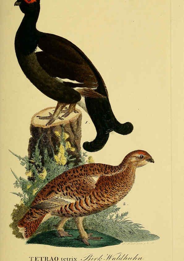 Reproducción/Reproduction 6059422880: Johann Andreas Naumann's ... Naturgeschichte der Vögel Deutschlands, nach einigen Erfahrungen entworfen. 13.T.Plates Leipzig :G. Fleischer,1820-1860