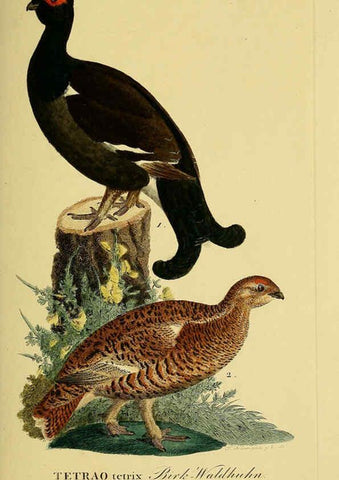 Reproducción/Reproduction 6059422880: Johann Andreas Naumann's ... Naturgeschichte der Vögel Deutschlands, nach einigen Erfahrungen entworfen. 13.T.Plates Leipzig :G. Fleischer,1820-1860