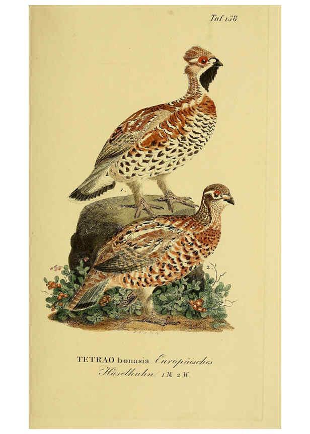 Reproducción/Reproduction 6058875865: Johann Andreas Naumann's ... Naturgeschichte der Vögel Deutschlands, nach einigen Erfahrungen entworfen. 13.T.Plates Leipzig :G. Fleischer,1820-1860