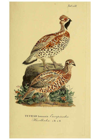 Reproducción/Reproduction 6058875865: Johann Andreas Naumann's ... Naturgeschichte der Vögel Deutschlands, nach einigen Erfahrungen entworfen. 13.T.Plates Leipzig :G. Fleischer,1820-1860