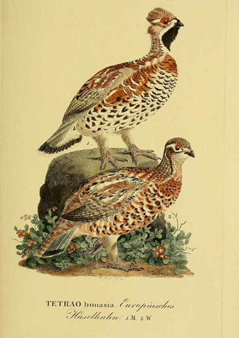 Reproducción/Reproduction 6058875865: Johann Andreas Naumann's ... Naturgeschichte der Vögel Deutschlands, nach einigen Erfahrungen entworfen. 13.T.Plates Leipzig :G. Fleischer,1820-1860