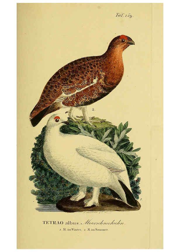 Reproducción/Reproduction 6058876369: Johann Andreas Naumann's ... Naturgeschichte der Vögel Deutschlands, nach einigen Erfahrungen entworfen. 13.T.Plates Leipzig :G. Fleischer,1820-1860