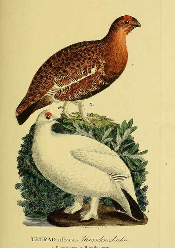Reproducción/Reproduction 6058876369: Johann Andreas Naumann's ... Naturgeschichte der Vögel Deutschlands, nach einigen Erfahrungen entworfen. 13.T.Plates Leipzig :G. Fleischer,1820-1860