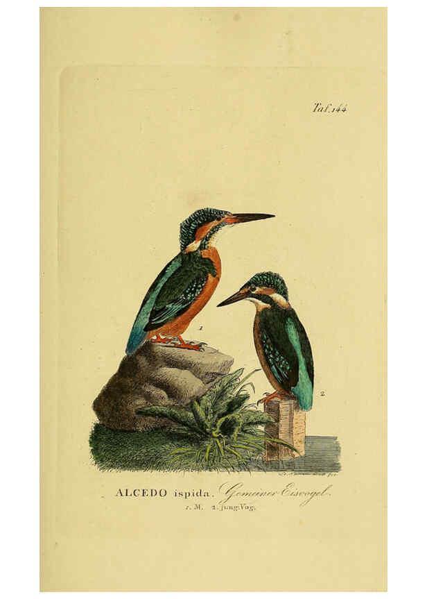 Reproducción/Reproduction 6059418312: Johann Andreas Naumann's ... Naturgeschichte der Vögel Deutschlands, nach einigen Erfahrungen entworfen. 13.T.Plates Leipzig :G. Fleischer,1820-1860