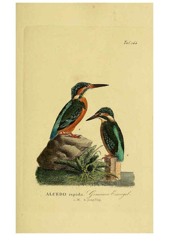 Reproducción/Reproduction 6059418312: Johann Andreas Naumann's ... Naturgeschichte der Vögel Deutschlands, nach einigen Erfahrungen entworfen. 13.T.Plates Leipzig :G. Fleischer,1820-1860