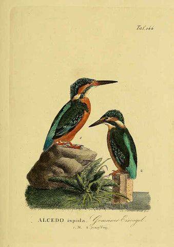 Reproducción/Reproduction 6059418312: Johann Andreas Naumann's ... Naturgeschichte der Vögel Deutschlands, nach einigen Erfahrungen entworfen. 13.T.Plates Leipzig :G. Fleischer,1820-1860