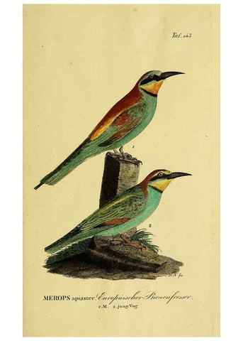 Reproducción/Reproduction 6058870811: Johann Andreas Naumann's ... Naturgeschichte der Vögel Deutschlands, nach einigen Erfahrungen entworfen. 13.T.Plates Leipzig :G. Fleischer,1820-1860