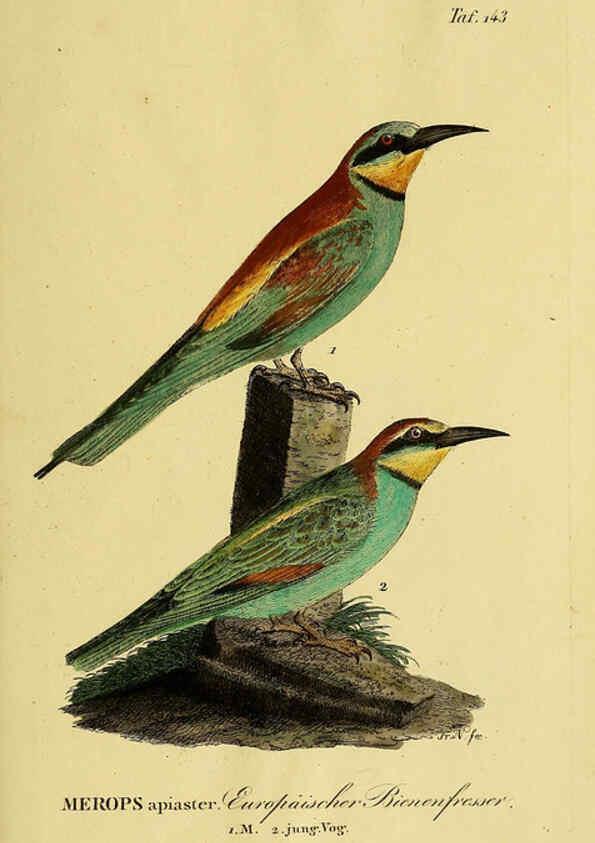 Reproducción/Reproduction 6058870811: Johann Andreas Naumann's ... Naturgeschichte der Vögel Deutschlands, nach einigen Erfahrungen entworfen. 13.T.Plates Leipzig :G. Fleischer,1820-1860