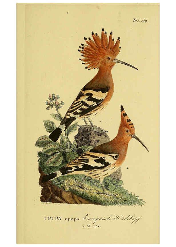 Reproducción/Reproduction 6059417734: Johann Andreas Naumann's ... Naturgeschichte der Vögel Deutschlands, nach einigen Erfahrungen entworfen. 13.T.Plates Leipzig :G. Fleischer,1820-1860