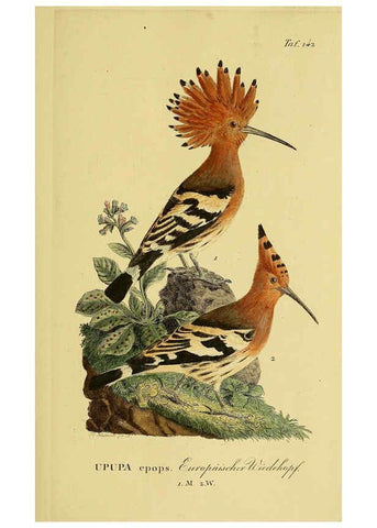 Reproducción/Reproduction 6059417734: Johann Andreas Naumann's ... Naturgeschichte der Vögel Deutschlands, nach einigen Erfahrungen entworfen. 13.T.Plates Leipzig :G. Fleischer,1820-1860