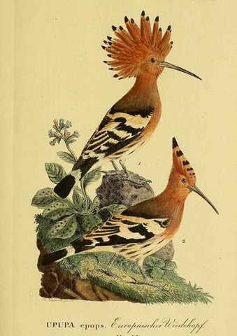 Reproducción/Reproduction 6059417734: Johann Andreas Naumann's ... Naturgeschichte der Vögel Deutschlands, nach einigen Erfahrungen entworfen. 13.T.Plates Leipzig :G. Fleischer,1820-1860
