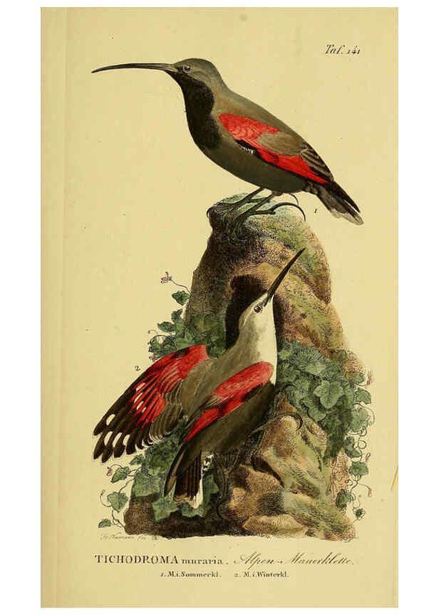 Reproducción/Reproduction 6058870331: Johann Andreas Naumann's ... Naturgeschichte der Vögel Deutschlands, nach einigen Erfahrungen entworfen. 13.T.Plates Leipzig :G. Fleischer,1820-1860