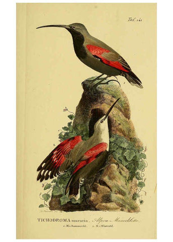 Reproducción/Reproduction 6058870331: Johann Andreas Naumann's ... Naturgeschichte der Vögel Deutschlands, nach einigen Erfahrungen entworfen. 13.T.Plates Leipzig :G. Fleischer,1820-1860