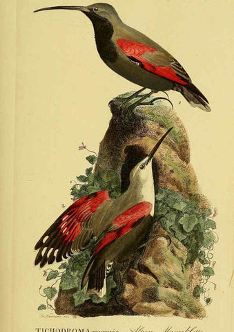Reproducción/Reproduction 6058870331: Johann Andreas Naumann's ... Naturgeschichte der Vögel Deutschlands, nach einigen Erfahrungen entworfen. 13.T.Plates Leipzig :G. Fleischer,1820-1860