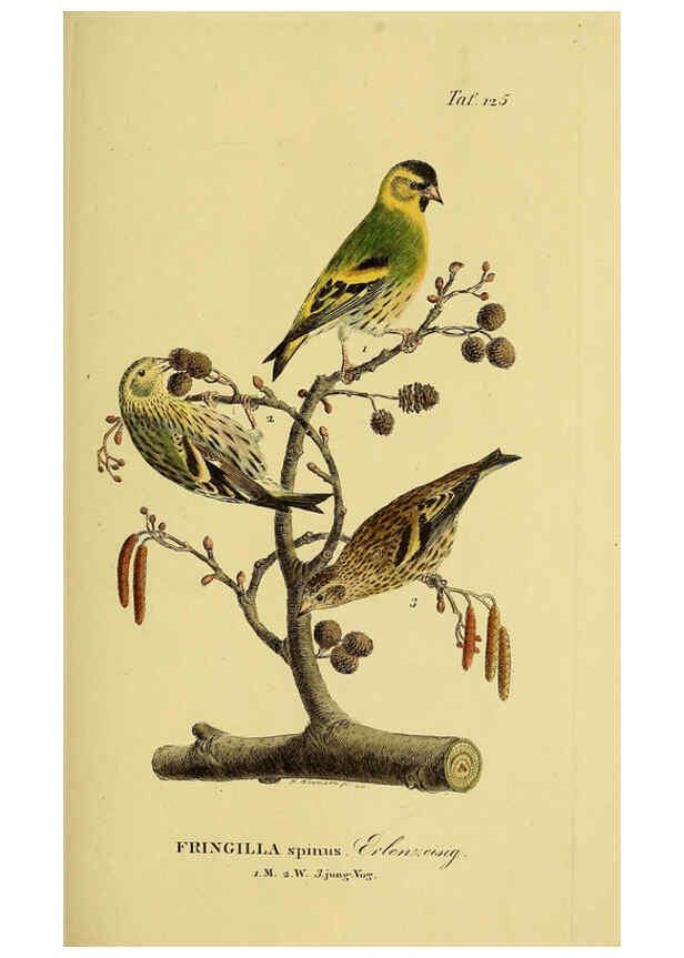 Reproducción/Reproduction 6058865613: Johann Andreas Naumann's ... Naturgeschichte der Vögel Deutschlands, nach einigen Erfahrungen entworfen. 13.T.Plates Leipzig :G. Fleischer,1820-1860