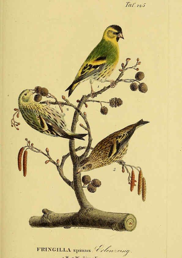 Reproducción/Reproduction 6058865613: Johann Andreas Naumann's ... Naturgeschichte der Vögel Deutschlands, nach einigen Erfahrungen entworfen. 13.T.Plates Leipzig :G. Fleischer,1820-1860