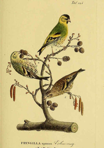 Reproducción/Reproduction 6058865613: Johann Andreas Naumann's ... Naturgeschichte der Vögel Deutschlands, nach einigen Erfahrungen entworfen. 13.T.Plates Leipzig :G. Fleischer,1820-1860