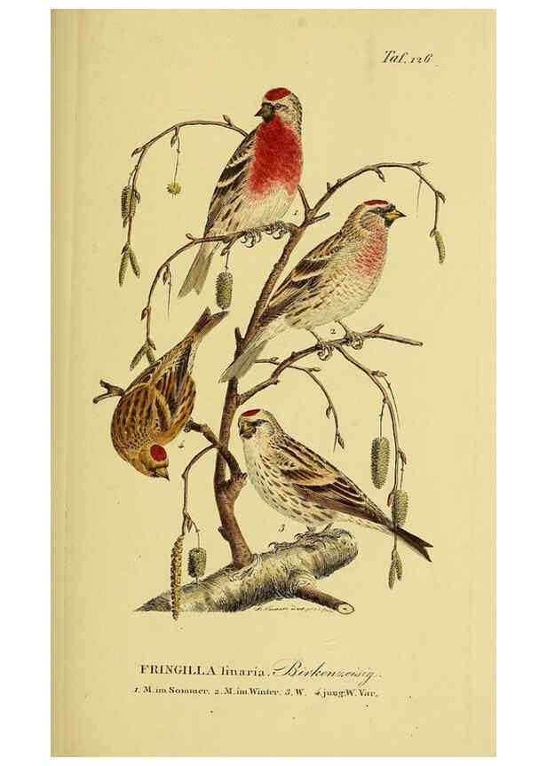 Reproducción/Reproduction 6058865919: Johann Andreas Naumann's ... Naturgeschichte der Vögel Deutschlands, nach einigen Erfahrungen entworfen. 13.T.Plates Leipzig :G. Fleischer,1820-1860