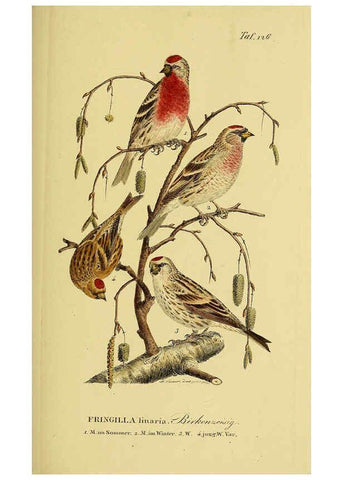 Reproducción/Reproduction 6058865919: Johann Andreas Naumann's ... Naturgeschichte der Vögel Deutschlands, nach einigen Erfahrungen entworfen. 13.T.Plates Leipzig :G. Fleischer,1820-1860
