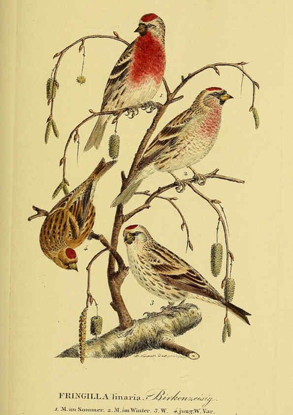 Reproducción/Reproduction 6058865919: Johann Andreas Naumann's ... Naturgeschichte der Vögel Deutschlands, nach einigen Erfahrungen entworfen. 13.T.Plates Leipzig :G. Fleischer,1820-1860