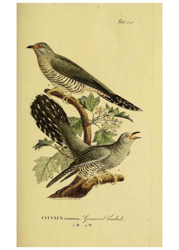 Reproducción/Reproduction 6058866175: Johann Andreas Naumann's ... Naturgeschichte der Vögel Deutschlands, nach einigen Erfahrungen entworfen. 13.T.Plates Leipzig :G. Fleischer,1820-1860