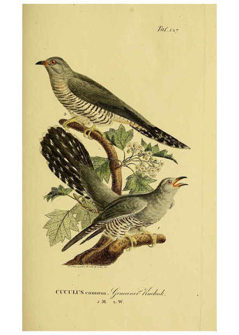Reproducción/Reproduction 6058866175: Johann Andreas Naumann's ... Naturgeschichte der Vögel Deutschlands, nach einigen Erfahrungen entworfen. 13.T.Plates Leipzig :G. Fleischer,1820-1860