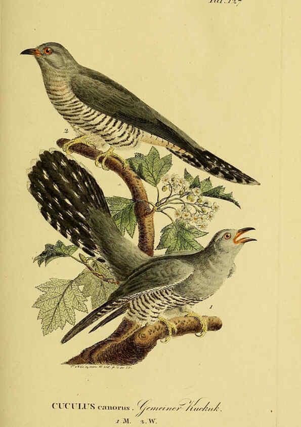 Reproducción/Reproduction 6058866175: Johann Andreas Naumann's ... Naturgeschichte der Vögel Deutschlands, nach einigen Erfahrungen entworfen. 13.T.Plates Leipzig :G. Fleischer,1820-1860