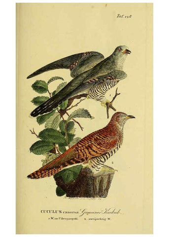 Reproducción/Reproduction 6058866505: Johann Andreas Naumann's ... Naturgeschichte der Vögel Deutschlands, nach einigen Erfahrungen entworfen. 13.T.Plates Leipzig :G. Fleischer,1820-1860
