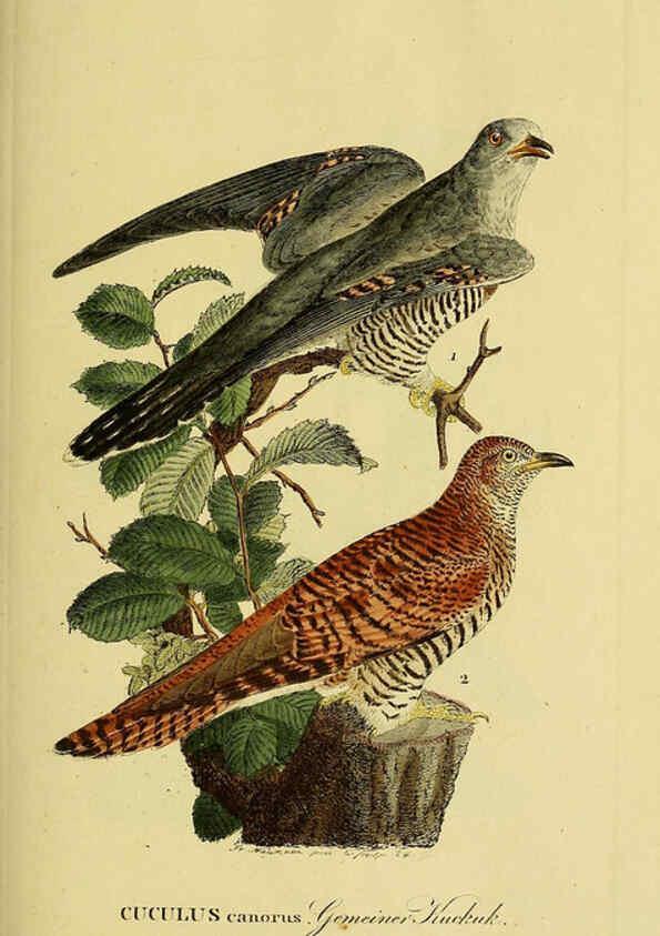Reproducción/Reproduction 6058866505: Johann Andreas Naumann's ... Naturgeschichte der Vögel Deutschlands, nach einigen Erfahrungen entworfen. 13.T.Plates Leipzig :G. Fleischer,1820-1860