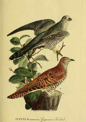Reproducción/Reproduction 6058866505: Johann Andreas Naumann's ... Naturgeschichte der Vögel Deutschlands, nach einigen Erfahrungen entworfen. 13.T.Plates Leipzig :G. Fleischer,1820-1860