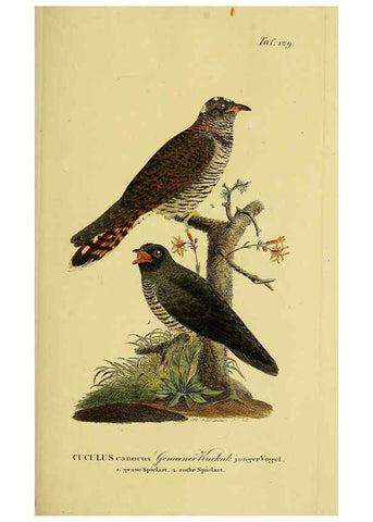 Reproducción/Reproduction 6059413932: Johann Andreas Naumann's ... Naturgeschichte der Vögel Deutschlands, nach einigen Erfahrungen entworfen. 13.T.Plates Leipzig :G. Fleischer,1820-1860
