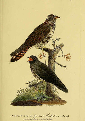 Reproducción/Reproduction 6059413932: Johann Andreas Naumann's ... Naturgeschichte der Vögel Deutschlands, nach einigen Erfahrungen entworfen. 13.T.Plates Leipzig :G. Fleischer,1820-1860