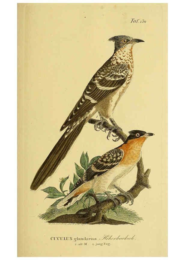 Reproducción/Reproduction 6059414186: Johann Andreas Naumann's ... Naturgeschichte der Vögel Deutschlands, nach einigen Erfahrungen entworfen. 13.T.Plates Leipzig :G. Fleischer,1820-1860