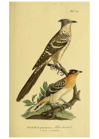 Reproducción/Reproduction 6059414186: Johann Andreas Naumann's ... Naturgeschichte der Vögel Deutschlands, nach einigen Erfahrungen entworfen. 13.T.Plates Leipzig :G. Fleischer,1820-1860