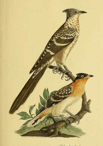 Reproducción/Reproduction 6059414186: Johann Andreas Naumann's ... Naturgeschichte der Vögel Deutschlands, nach einigen Erfahrungen entworfen. 13.T.Plates Leipzig :G. Fleischer,1820-1860
